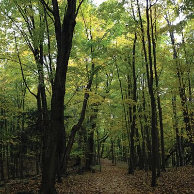 trees in a forest