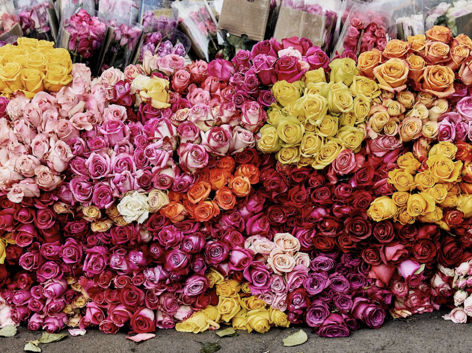 Art by Luis Mora. Flowers in bloom.